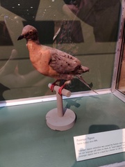 Ectopistes migratorius