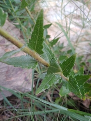 Chromolaena hirsuta