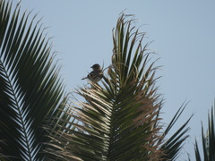 Fringilla coelebs