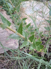 Chromolaena hirsuta