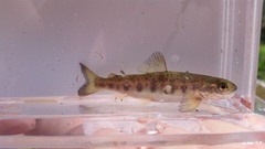 Salmo salar