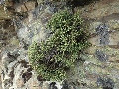 Veronica quadrifaria