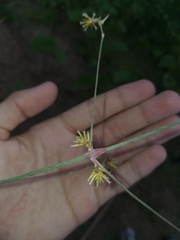 Froelichia humboldtiana