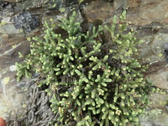 Veronica quadrifaria