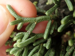 Veronica quadrifaria