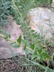 Chromolaena hirsuta