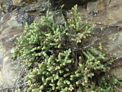 Veronica quadrifaria