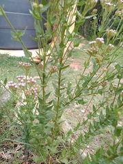 Chromolaena hirsuta