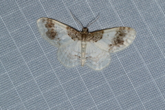 Hydrelia condensata