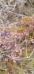 Erica multumbellifera