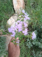 Chromolaena hirsuta