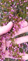 Erica multumbellifera