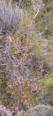 Erica multumbellifera