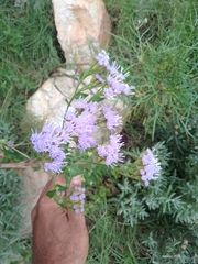 Chromolaena hirsuta