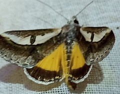 Euscirrhopterus poeyi