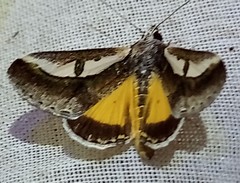 Euscirrhopterus poeyi