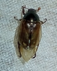 Anomala ochroptera