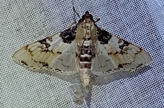 Azochis rufidiscalis