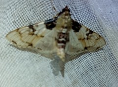 Azochis rufidiscalis
