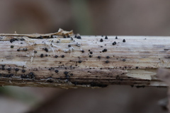 Leptosphaeria acuta