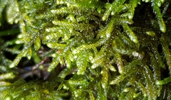 Hyocomium armoricum