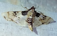 Azochis rufidiscalis