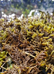 Hyocomium armoricum
