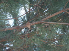 Fringilla coelebs