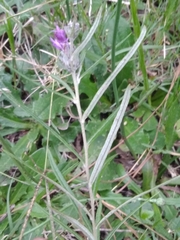 Lessingianthus plantaginodes
