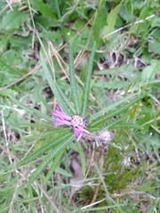 Lessingianthus plantaginodes