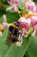 Bombus vestalis