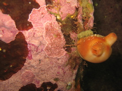 Halocynthia pyriformis