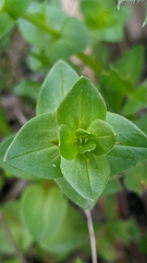 Lysimachia arvensis