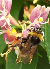 Bombus vestalis