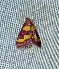 Pyrausta tyralis