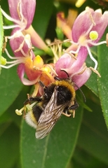 Bombus vestalis
