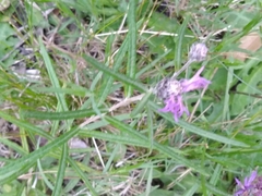 Lessingianthus plantaginodes