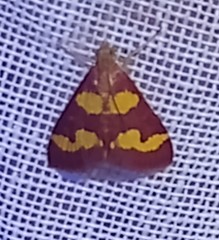 Pyrausta tyralis