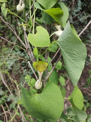 Aristolochia argentina