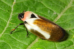 Sphenorhina quadrifera