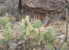 Opuntia