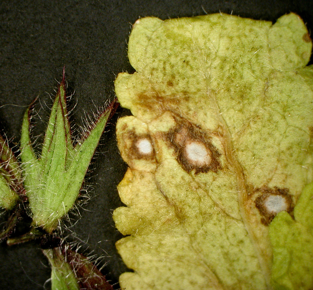 Ramularia lamii