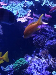 Anthias
