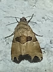 Cobubatha metaspilaris