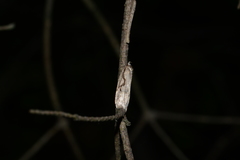 Semioscopis packardella