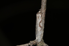 Semioscopis packardella