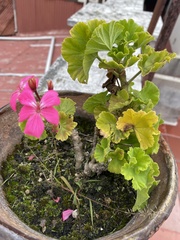 Pelargonium × hybridum