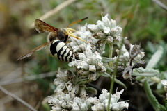 Sphecius antennatus