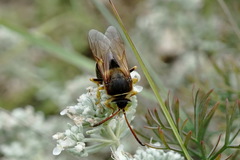 Sphecius antennatus