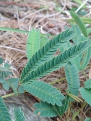 Mimosa dutrae